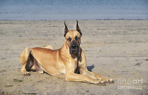 Adult Art Print featuring the photograph Great Dane On Beach by Gerard Lacz