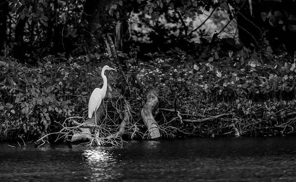 Great White Heron Art Print featuring the photograph Great White Heron by Ray Congrove