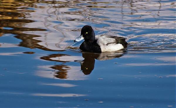 Greater Scaupe Art Print featuring the photograph Greater Scaupe by Allan Van Gasbeck