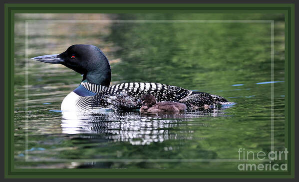 Common Loon Art Print featuring the photograph Green Framed Proud Loon Parent by Sandra Huston