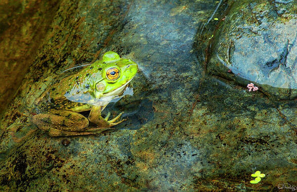 Pacific Northwest Art Print featuring the photograph Green Frog by Dee Browning