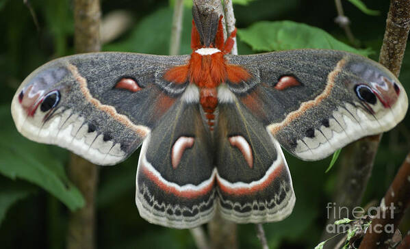 Cecropia Moth Art Print featuring the photograph Happy Birthday by Randy Bodkins