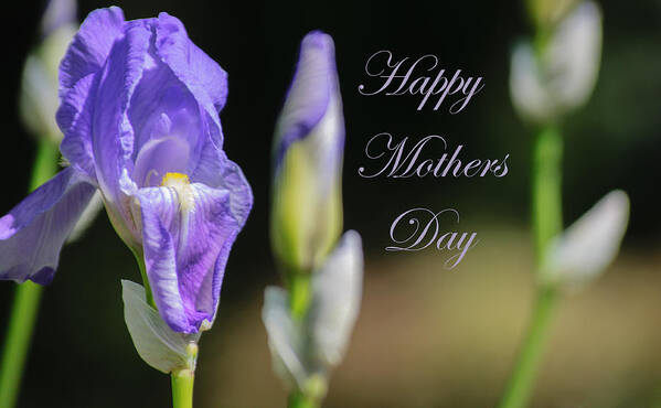 Happy Mothers Day Art Print featuring the photograph Happy Mothers Day by Tikvah's Hope