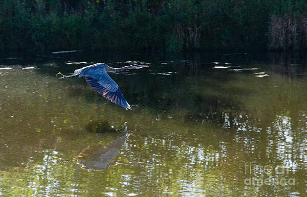 Heron Art Print featuring the photograph Heron Flight by Laurel Best