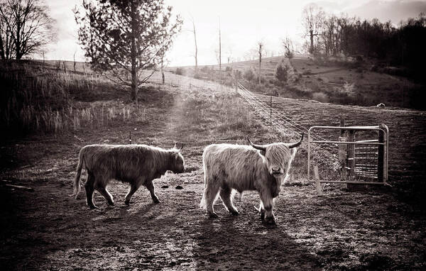 Highland Cattle Art Print featuring the photograph Highland Cattle by Cynthia Wolfe