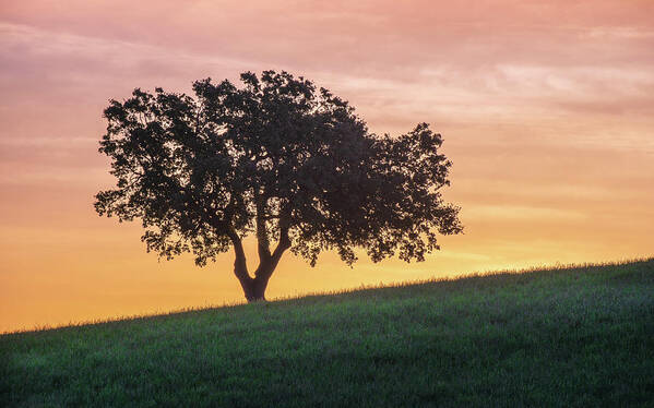 Paso Robles Art Print featuring the photograph Hillside Oak by Joseph Smith