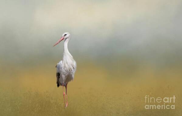 Stork Art Print featuring the photograph Hope of Spring by Eva Lechner
