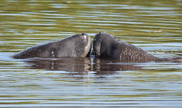 Manatee Art Print featuring the photograph How about a kiss? by Jim Bennight