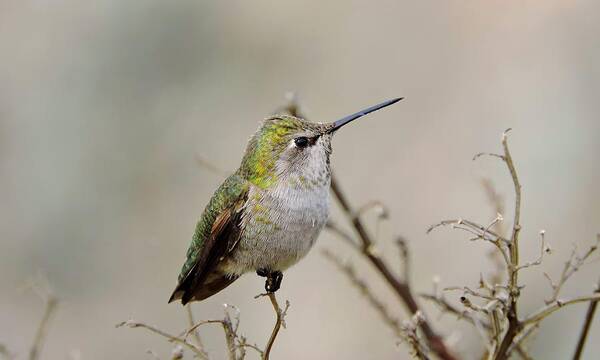 Hummingbird Art Print featuring the photograph Anna's Hummingbird by Connor Beekman