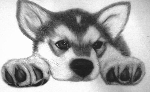 Puppies Art Print featuring the drawing Huskie Pup by Susan Barwell