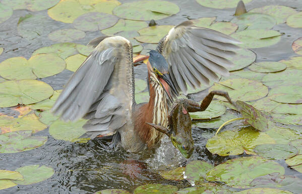 Little Green Heron Art Print featuring the photograph In A Flash 2 by Fraida Gutovich