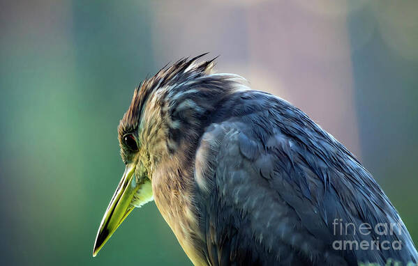 Nature Art Print featuring the photograph Juvenile Black Crowned Night Heron Lost in Deep Thoughts by DB Hayes