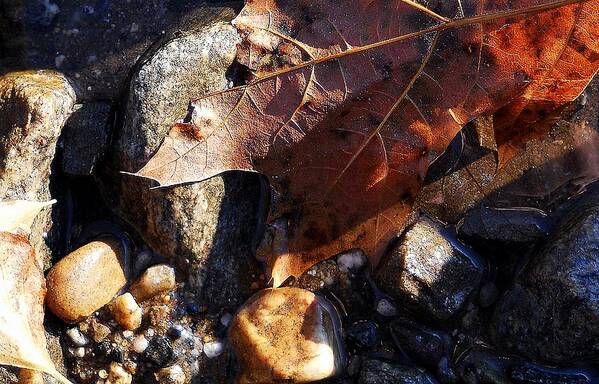 Leaves Art Print featuring the photograph Laeves In Fall by Wolfgang Schweizer