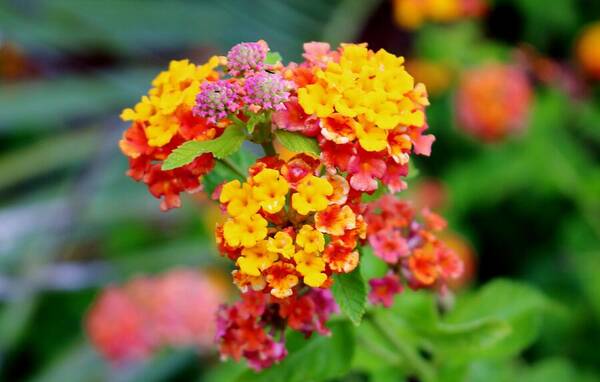 Lantana Art Print featuring the photograph Lantana Clusters by Cynthia Guinn