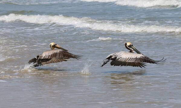 Wild Art Print featuring the photograph Lift Off by Christy Pooschke