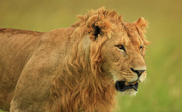 Lion Art Print featuring the photograph Lion on the hunt by Steven Upton