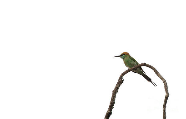 Yala National Park Art Print featuring the photograph Little Green Bee Eater Merops orientalis by Venura Herath