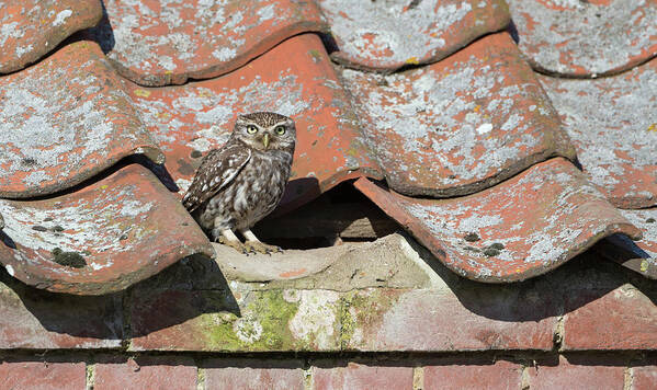 Little Art Print featuring the photograph Little Owl On The Tiles by Pete Walkden