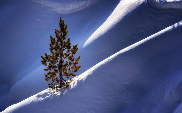 Lone Art Print featuring the photograph Lone Pine by Nicholas Blackwell