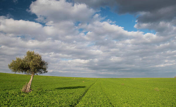 Olive Tree Art Print featuring the photograph Lonely Olive tree in a green field and moving clouds by Michalakis Ppalis