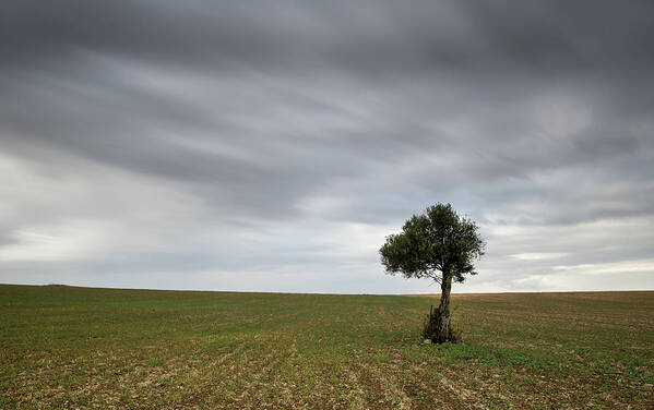 Olive Tree Art Print featuring the photograph Lonely Olive tree with moving clouds by Michalakis Ppalis