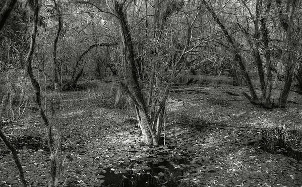  Art Print featuring the photograph Loop Road Swamp #3 by Michael Kirk