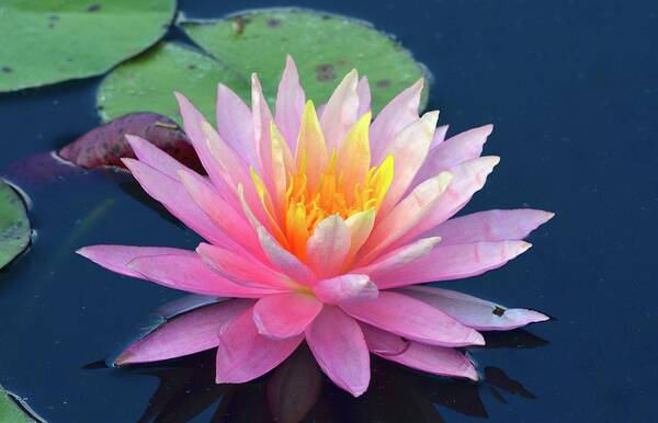 Lily Art Print featuring the photograph Lovely Pink Water Lily by Richard Bryce and Family