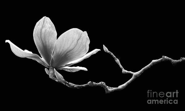 Magnolia Art Print featuring the photograph Magnolia in Suspension by Beth Myer Photography