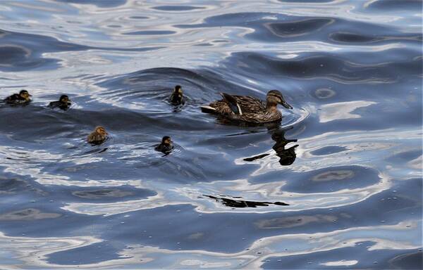 Mallard Mother And Ducklings Art Print featuring the photograph Mallard Mother and Ducklings by Warren Thompson