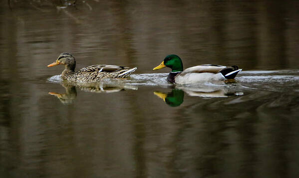 Mallard Duck Art Print featuring the photograph Mallards Reflecting by Ray Congrove