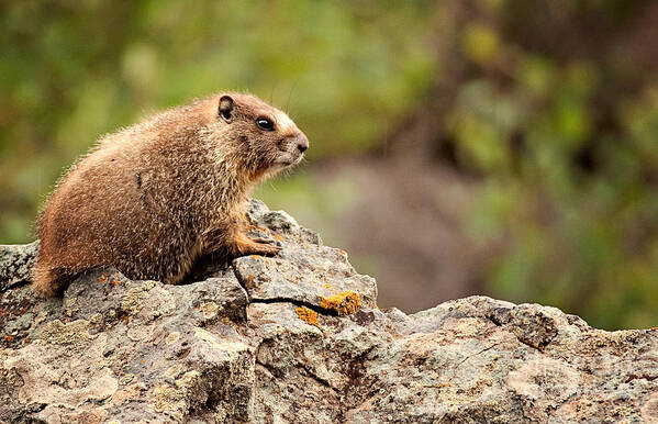 Colorado Art Print featuring the photograph Marmot by Lana Trussell