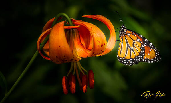 Animals Art Print featuring the photograph Monarchs and Tiger Lilies by Rikk Flohr