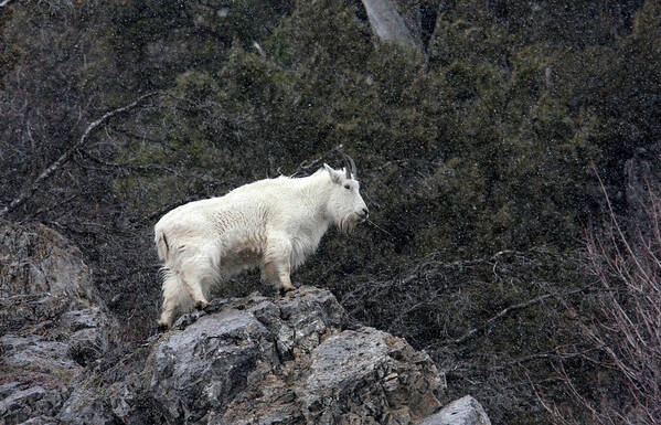 Mountain Art Print featuring the photograph Mountain Goat by Ronnie And Frances Howard