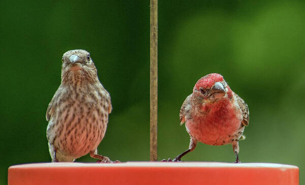 Purple Finches Art Print featuring the photograph Mr. and Mrs. Purple Finch by Michael Hall