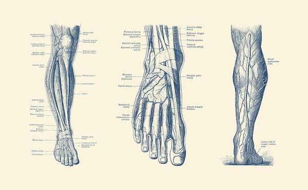 Leg Circulatory System Art Print featuring the drawing Multi-View Leg Diagram - Human Circulatory System by Vintage Anatomy Prints