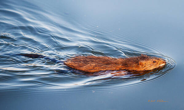 Heron Heaven Art Print featuring the photograph Muskrat Speed Swiming by Ed Peterson