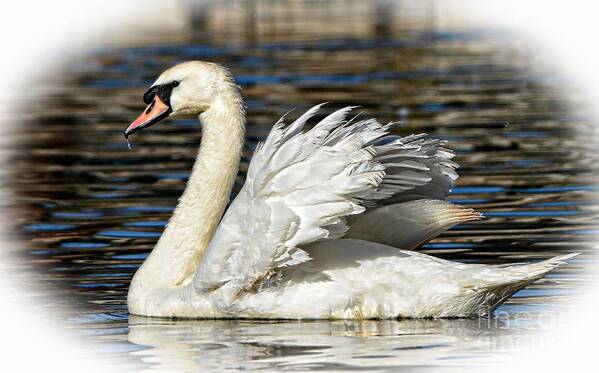 Swan Art Print featuring the photograph Mute Swan by Kathy Baccari