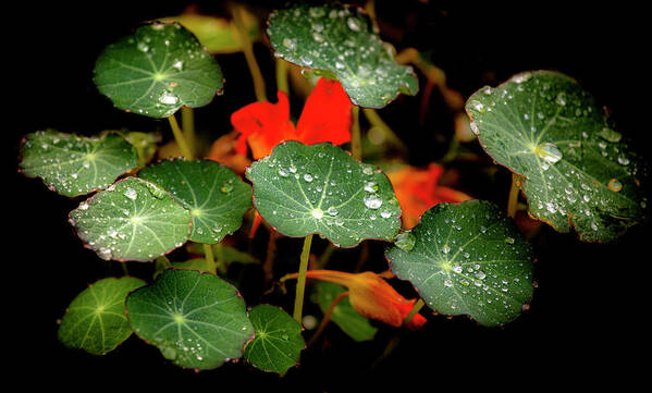 Flowers Art Print featuring the photograph Nasturtiums in November by Sublime Ireland
