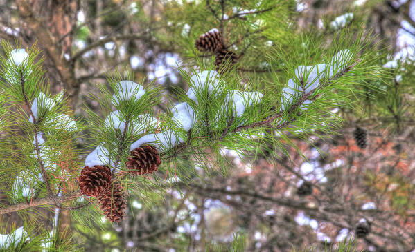 Pine Art Print featuring the photograph Needles and Cones by J Laughlin