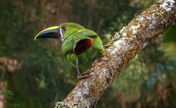 Bird Art Print featuring the photograph Southern Emerald Toucanet Otun Quimbaya Pereira Colombia by Adam Rainoff