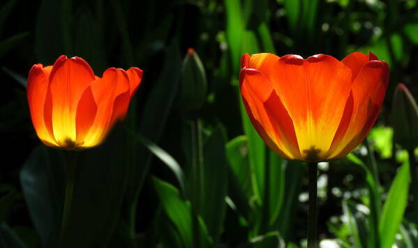 Tulips Art Print featuring the photograph Orange and Yellow Tulips by John Topman