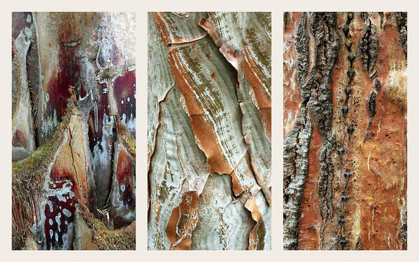 Bark Art Print featuring the photograph Palm Tree Bark Triptych by Jessica Jenney