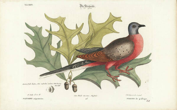 Catesby Art Print featuring the drawing Passenger Pigeon and Red Oak by Mark Catesby