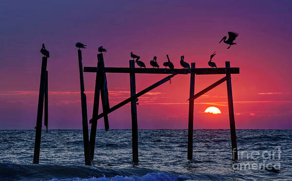 Topsail Island Art Print featuring the photograph Pelican's Perch by DJA Images