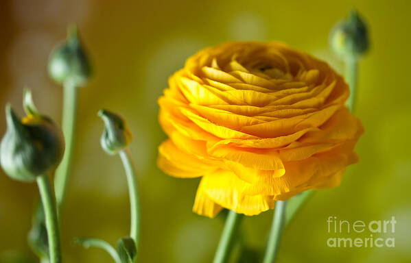 Yellow Art Print featuring the photograph Persian Buttercup Flower by Nailia Schwarz