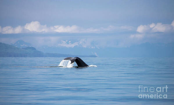 Alaska Art Print featuring the photograph Petersburg AK Whale Tale 6 by Louise Magno