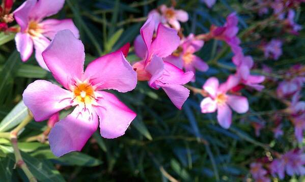 Pink Art Print featuring the photograph Pink Oleander by Adam Johnson