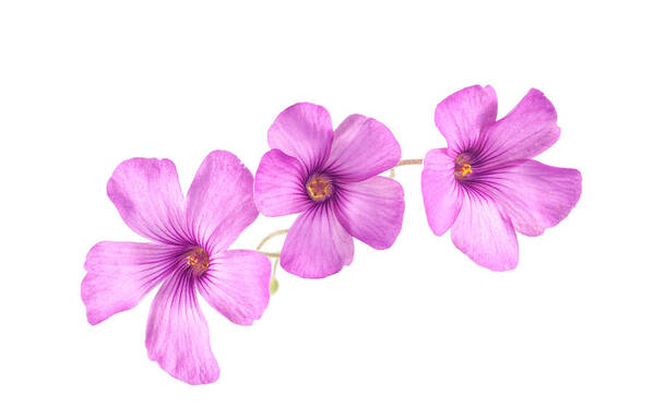 Flower Art Print featuring the photograph Pink Woodsorrel flowers by John Paul Cullen