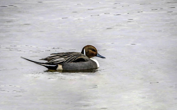 Pintail Art Print featuring the photograph Pintail Profile by Ray Congrove