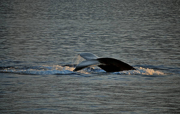 Whale Art Print featuring the photograph Places To Go by Donna Shahan